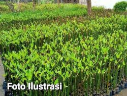 Dirkrimsus Polda Babel Usut Pengadaan Bibit Mangrove Rp 70 Miliar