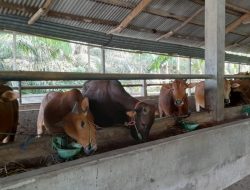 85 Persen Sapi di Bateng Sembuh dari PMK, Stok Sapi Aman Jelang Idul Adha