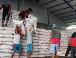 Petani Sawit Mengeluh, Harga Pupuk Meroket Saat TBS Anjlok