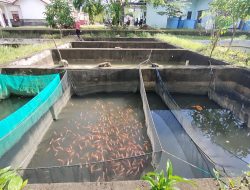 Upaya Dinas Perikanan Basel Tingkatkan Produksi Ikan Air Tawar Berbuah Manis
