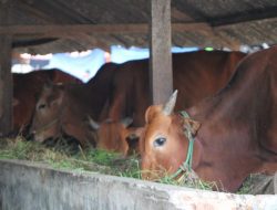 Dari 888 Sapi Kasus PMK, 80 Persen Sembuh