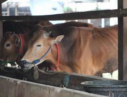 Tahun Ini Ketersediaan Sapi dan Kambing untuk Iduladha Tidak Sampai 2.000 Ekor