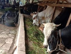 Di Basel Belum Ada Hewan Ternak Mati Akibat PMK