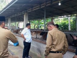 Pastikan Hewan Kurban Bebas PMK, Bupati Tinjau Kandang Pemilik Sapi