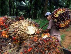 Angin Segar Bagi Petani Sawit, Harga TBS Akan Kembali Normal