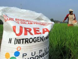 Pupuk Subsidi Hanya untuk Sembilan Jenis Komoditas Ini