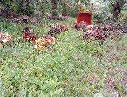 Larangan Ekspor Penyebab Harga TBS Merosot