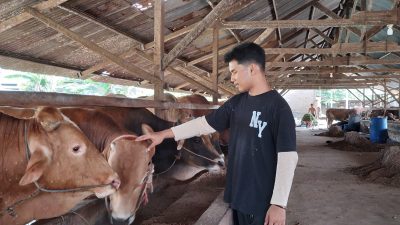 Penjualan Sapi dan Kambing di Murni Jaya Turun Signifikan