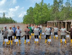 Sambut HUT ke 46, PT Timah Tbk Tanam 4.600 Mangrove dan 46 Rumpon di Belo Laut