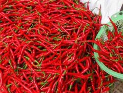 Kendala Transportasi dan Gagal Panen Jadi Penyebab Harga Cabai Meroket