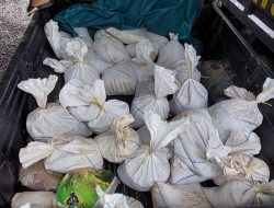 Menambang di Hutan Konservasi, Tiga Tersangka Berikut Satu Ton Pasir Timah Diamankan Ditpolairud Babel