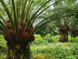 Luas Kebun Sawit Rakyat di Bangka Bertambah 1.300 Hektare