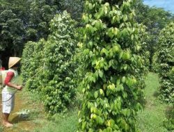 Tahun Ini Dinpanpertan Bangka Targetkan Produksi 3.000 Ton Lada Kering