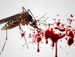 Bertambah Sembilan Kasus, Angka DBD di Bangka Capai 238