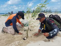 Jaga Kelestarian Pulau Penanas, PT Timah Tbk Berkolaborasi dengan DLH Beltim Tanam Cemara Laut dan Bambu
