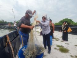 Koperasi Produsen Samudera Bakit Budidayakan Udang Vaname dari Bantuan CSR PT Timah Tbk