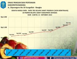 Per Hari Ini, Rata-Rata Harga TBS Sawit di Bangka Diatas Dua Ribu Per Kilo