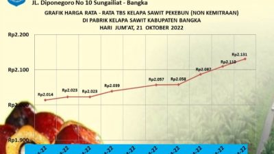 Per Hari Ini, Rata-Rata Harga TBS Sawit di Bangka Diatas Dua Ribu Per Kilo