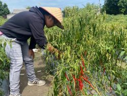 Pemkab Bateng Berupaya Kendalikan Inflasi Dengan Peningkatan Produktivitas Holtikultura