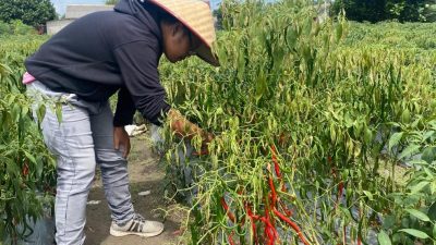 Pemkab Bateng Berupaya Kendalikan Inflasi Dengan Peningkatan Produktivitas Holtikultura