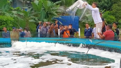 Pemkab Targetkan Tahun 2024 Bateng jadi Sentra Budidaya Kepiting Bakau