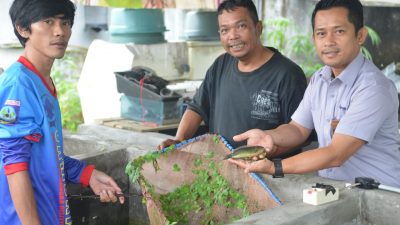 Bersama The Tanggokers, PT Timah Tbk Ikut Melestarikan Ikan Endemik Babel