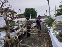Peringati HUT ke 9, Museum Timah Indonesia Muntok Hadirkan Pameran Bonsai