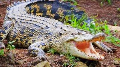 Warga Semulut Berencana Menangkap Buaya yang Menerkam Nurdilik