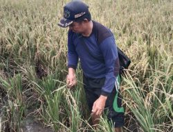 Air Irigasi Keruh, Petani Rias Keluhkan Aktivitas Tambang Ilegal di Area Sawah