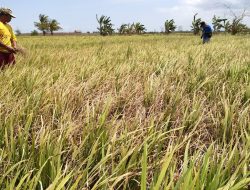 Pencemaran Irigasi Hambat Swasembada Beras Desa Rias