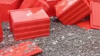 Ratusan Kilo Udang Tutupi Jalan di Desa Air Belo