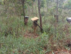 Komunitas Madu Teran Manfaatkan Lahan Reklamasi PT Timah Tbk untuk Ternak Madu