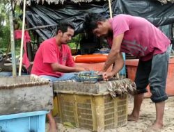 Cuaca Ekstrim Mempengaruhi Hasil Tangkap Nelayan