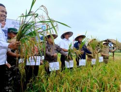 Dorong Kemandirian Desa, PLN Bantu Bibit Padi dan Pemanfaatan FABA untuk Pupuk di Bangka Tengah