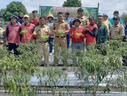 Camat Pulau Besar Panen Raya Cabai di Desa Batu Betumpang