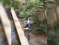 Heboh Penemuan Mayat di Kebun Sawit Desa Ibul, Polisi: Indikasi Awal Mirip dengan Anak yang Hilang