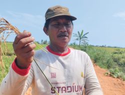 Memasuki Masa Panen, Petani Rias Dibuat Waswas Serangan Hama Potong Leher dan Sundeb