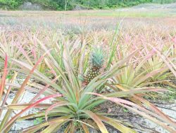 Kelompok Tani Aik Jelutung Tanaman Nanas di Lahan Bekas Tambang PT Timah Tbk, Panen Ribuan Buah Nanas