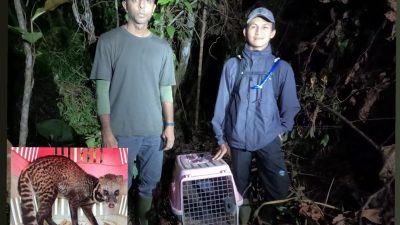Usai Dievakuasi dari Pemukiman Warga, Alobi Lepasliarkan Musang Tenggalung