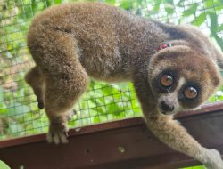 Habitatnya Terancam Satwa Liar Kerap Datangi Pemukiman Warga, Alobi Foundation Ajak Jaga Lingkungan