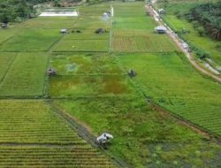 Produksi Padi Ladang Tahun 2022 di Bangka Barat Meningkat
