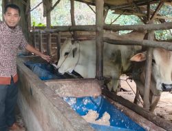 Sapi di Basel Dijamin Bebas PMK, Narudin Imbau Peternak Waspada Datangkan Hewan dari Luar Daerah