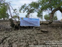 PT Timah Tbk Lestarikan Ekosistem Kawasan Pesisir dengan Restocking Kepiting Bakau