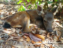 Populasi Rusa Sambar di Penangkaran PT Timah Tbk Bertambah, Anak Ketiga Rusa Sambar Lahir