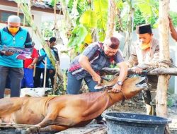 Iduladha 1444 H, Pemkab Bangka Bakal Sembelih 30-an Sapi