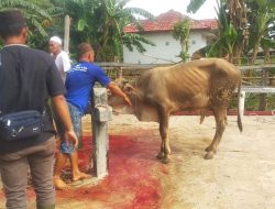 Sebanyak 815 KK  Terima Daging Kurban dari Masjid Jamik Nurul Falah