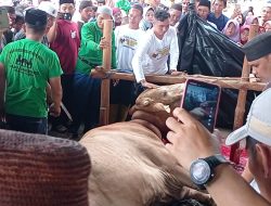 Sapi 1 Ton dari Jokowi Hebohkan Warga Kace