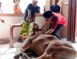 Iduladha 1444 H, Pemkab Bangka Kurban 51 Ekor Sapi
