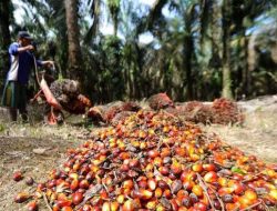 Update Harga TBS Sawit di Bangka Hari Ini, Tertinggi di PT THEP