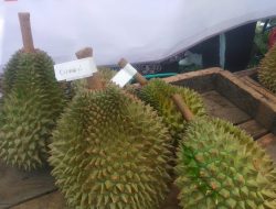 Durian Cumasi Jadi Andalan, Harga Masih 500 Ribu per Kilo